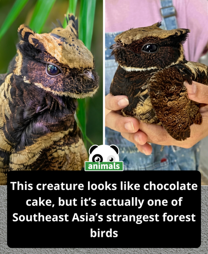 868. The great eared nightjar is a fascinating bird native to the forests of Southeast Asia.png