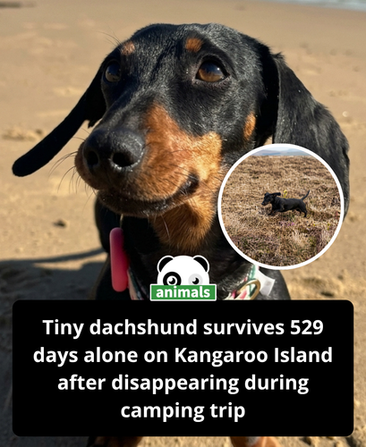 867. Valerie was only a tiny dachshund, but she survived 529 days alone in the wild after disappeari.png