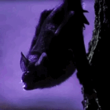 Video.gif