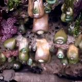 Giant Green Sea Anemones.gif