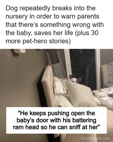 dog saves baby not breathing.jpg