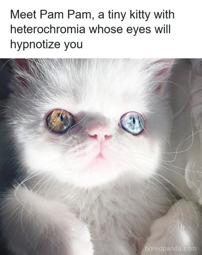 animal cats.jpg