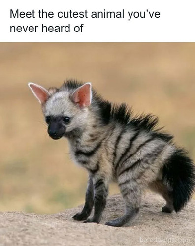 animals.jpg