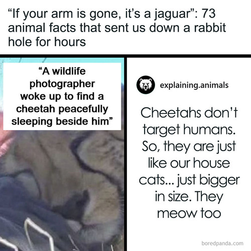 explaining animals posts.jpg