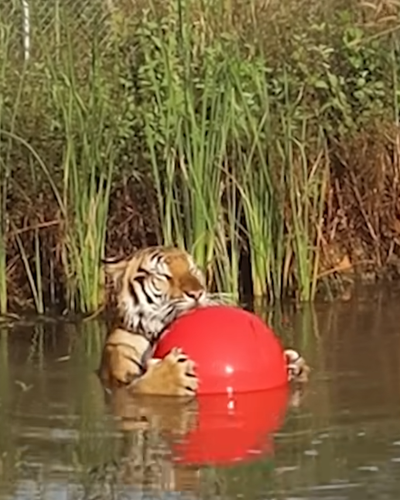 Tiger Rescued From A Zoo Now Clings To His Favorite Giant Red Ball The Dodo 0 2 screenshot.png