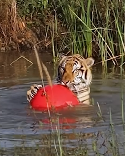 Tiger Rescued From A Zoo Now Clings To His Favorite Giant Red Ball The Dodo 0 17 screenshot.png
