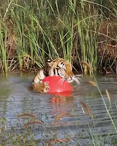 Tiger Rescued From A Zoo Now Clings To His Favorite Giant Red Ball The Dodo 0 25 screenshot.png