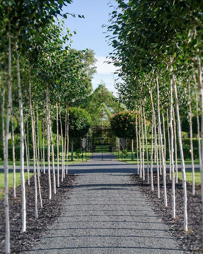 tree church nature installation barry cox new zealand 2.jpg