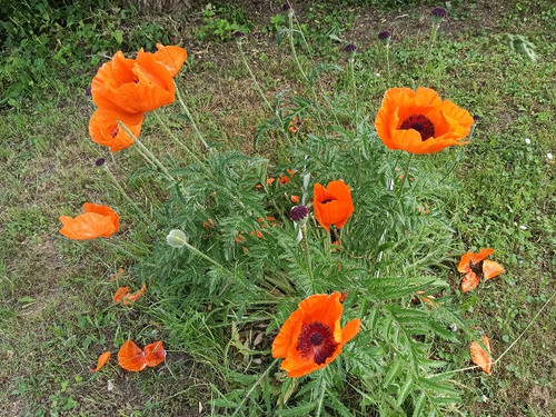 Mohn0806 001.jpg