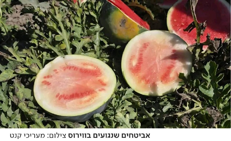 صورة الخبر