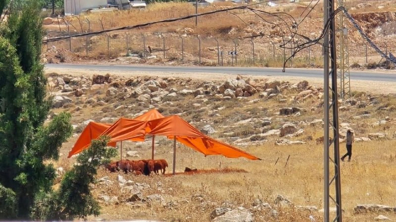 صورة الخبر