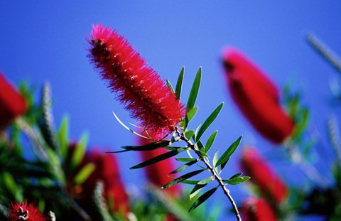 perennial no yes bottle brush fl (1).jpg