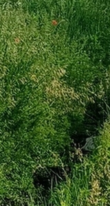 160x300 zielony.jpg