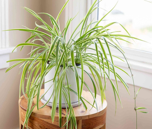 green spider plant.jpg