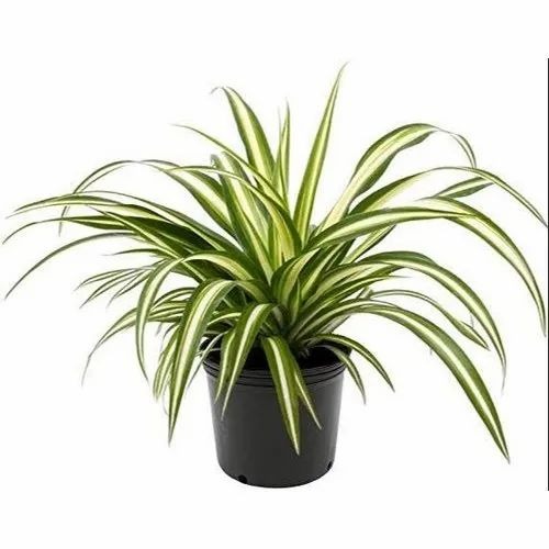 spider pentanus plant 500x500.jpg
