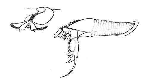 New Dibrachidae.jpg