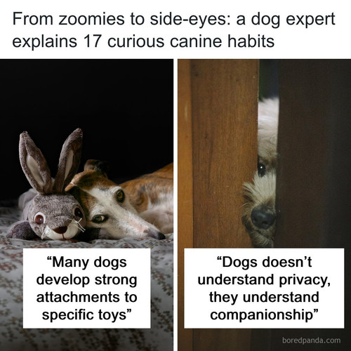 weird dog behaviors explained professor clive wynne.jpg