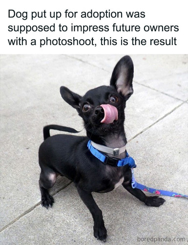 dogs pets.jpg