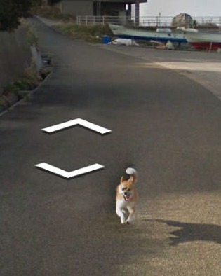 google street animals 5d2441deb859b 700 cropped.jpg