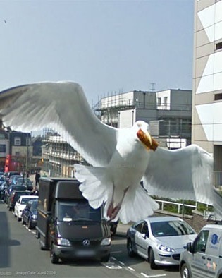 google street animals 5d2441d08ec01 700 cropped.jpg