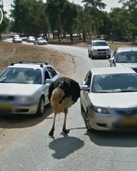 google street animals 44 5d2445b3f24bf 700 cropped.jpg