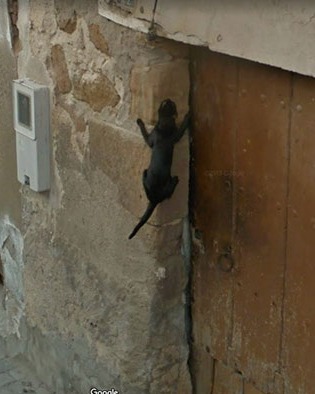 google street animals 57 5d244cde501b3 700 cropped.jpg