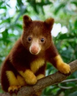 endangered baby tree kangaroo pic v0 SjmgwcdcJE SmPkVefg0vVwbwaRXXqA0xkf2EJhn55c.jpg