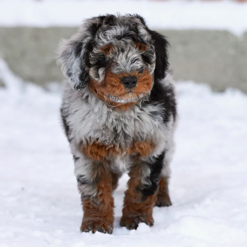 Aussiedoodle puppies for sale.jpg