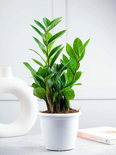 nurturing green air purifying li.jpg