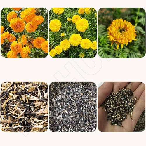 marigold flowers seeds.jpg