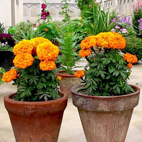 nurserylive set of 13 magical marigold flower seeds 1 512x512.jpg