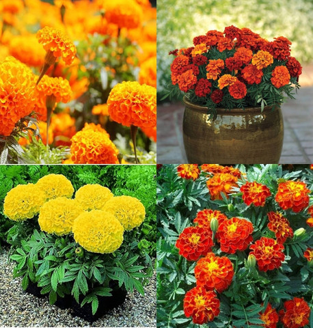 32 genda seeds hybrid bij ibains original imaha63vc5vsuzxg.jpg