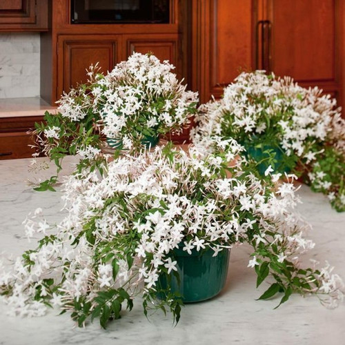 no perennial yes star jasmine ku.jpg