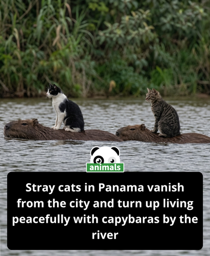 870. For months, people living near a river noticed something unusual happening to the stray cats th.png