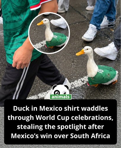 869. Mexico may have kicked off their World Cup campaign with a 2 0 win over South Africa, but one u.png