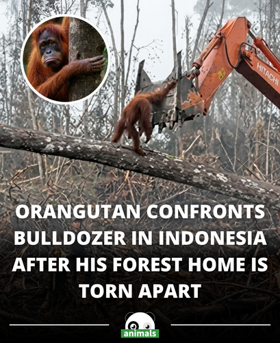 871. An emotional clip shows an orangutan facing a bulldozer as forests are cleared, highlighting th.png