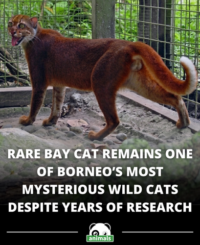 873. The Bay cat is one of the most mysterious animals in Borneo, and modern research still knows al.png