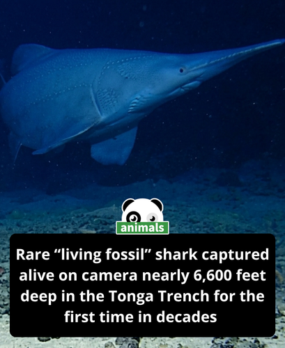 877. Scientists Spot a Rare ‘Living Fossil’ Shark Alive for the First Time ‘We Never Thought We’d Se.png