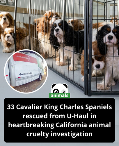 876. California police rescue 33 dogs from a U Haul, SUV.png