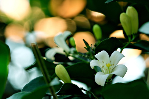 murraya paniculata 7357129 1920.jpg