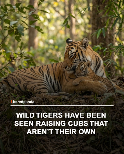 img facts (2).jpg