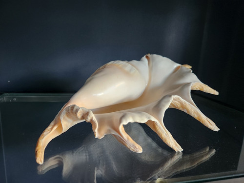 Shell.jpg