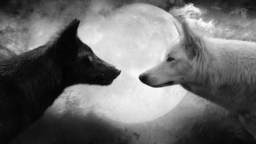 wp14831908 wolf wallpapers.jpg