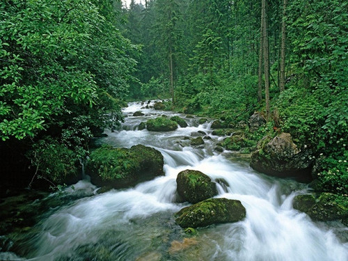 b2znlcC forest desktop background.jpg