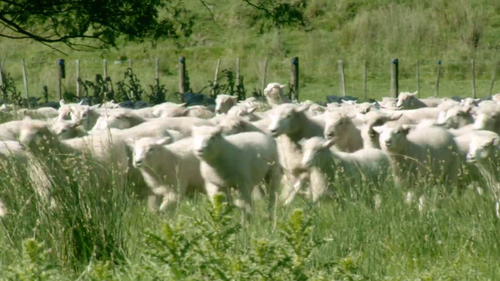 Country.Calendar.S2022.720p.TVNZ.WEB DL.AAC2.0.H.264 03.png