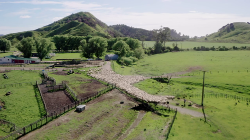 Country.Calendar.S2022.720p.TVNZ.WEB DL.AAC2.0.H.264 04.png