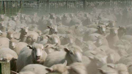 Country.Calendar.S2022.720p.TVNZ.WEB DL.AAC2.0.H.264 05.png