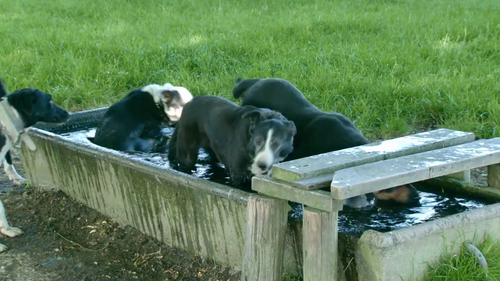 Country.Calendar.S2022.720p.TVNZ.WEB DL.AAC2.0.H.264 06.png