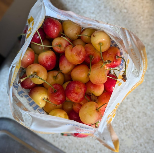 this is not a drill rainier cherries from washington are v0 1qr07tjsme8d1.jpg