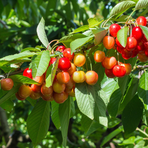0003753 rainier cherry.jpg